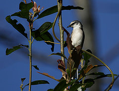 Pericrocotus divaricatus