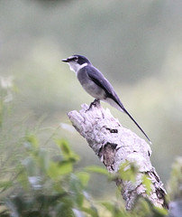 Pericrocotus tegimae