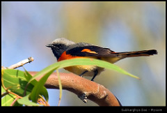 Pericrocotus cinnamomeus