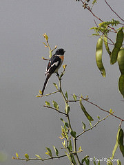 Pericrocotus erythropygius