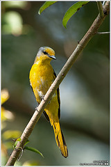 Pericrocotus solaris