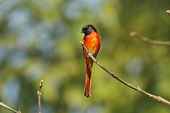 Pericrocotus ethologus