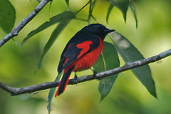 Pericrocotus brevirostris