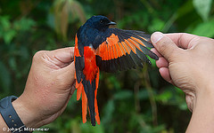 Pericrocotus miniatus