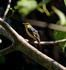 Pericrocotus flammeus