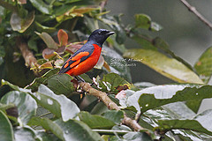 Pericrocotus speciosus