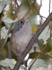 Mohoua novaeseelandiae