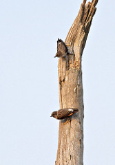 Daphoenositta chrysoptera