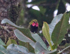 Eulacestoma nigropectus