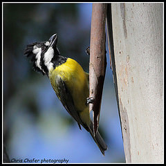 Falcunculus frontatus