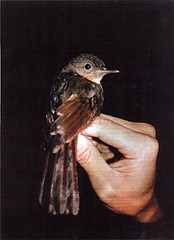 Coracornis sanghirensis