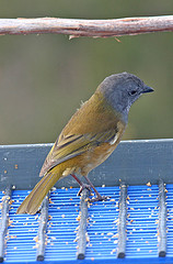 Pachycephala olivacea