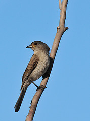 Pachycephala rufogularis