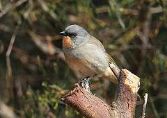 Pachycephala inornata