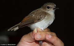 Pachycephala cinerea