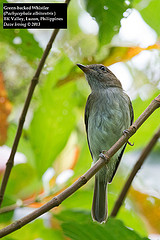 Pachycephala albiventris