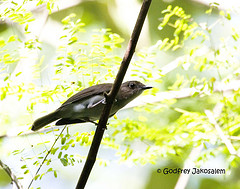 Pachycephala homeyeri