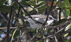 Pachycephala modesta