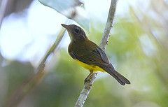 Pachycephala philippinensis