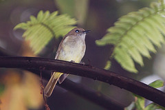 Pachycephala sulfuriventer