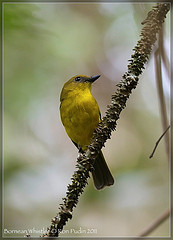 Pachycephala hypoxantha