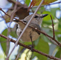 Pachycephala simplex