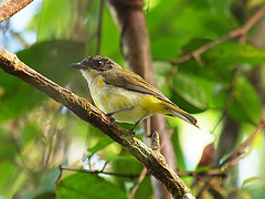 Pachycephala fulvotincta