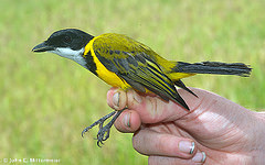 Pachycephala mentalis