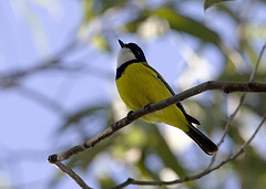 Pachycephala pectoralis