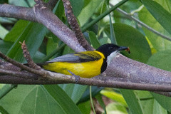 Pachycephala melanura