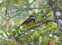 Pachycephala schlegelii