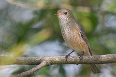 Pachycephala rufiventris