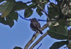 Pachycephala leucogastra