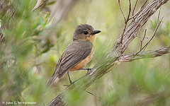 Pachycephala griseonota
