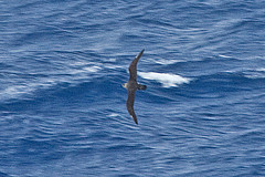 Pterodroma neglecta