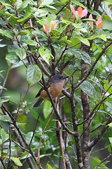 Colluricincla boweri