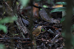 Colluricincla megarhyncha