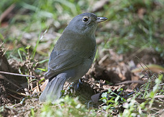 Colluricincla harmonica