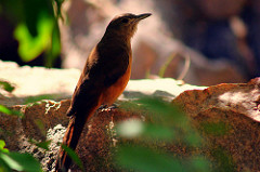 Colluricincla woodwardi