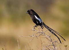 Urolestes melanoleucus