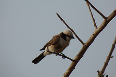 Eurocephalus ruppelli