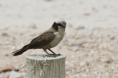 Eurocephalus anguitimens