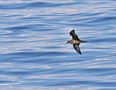 Pterodroma arminjoniana