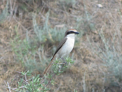 Lanius phoenicuroides