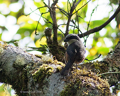 Lanius validirostris