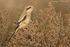 Lanius pallidirostris