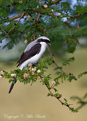 Lanius excubitoroides