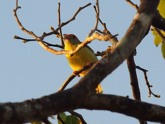 Cyclarhis gujanensis