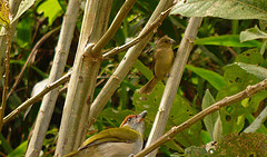 Cyclarhis nigrirostris