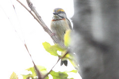 Vireolanius melitophrys